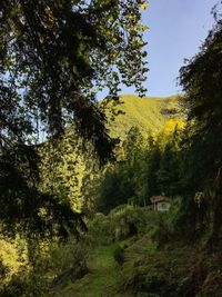 Scenic view of forest against sky