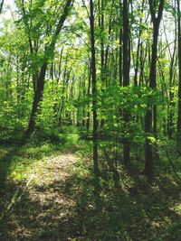 Trees in forest