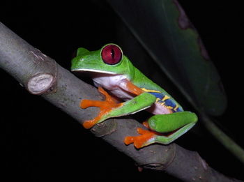 Close-up of crab on leaf at night