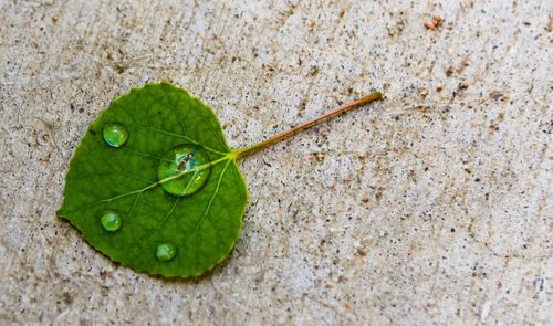 High angle view of insect on leaf