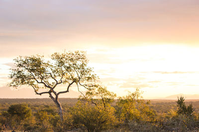 Tree on field against sky during sunset