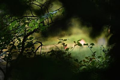 Close-up of silhouette plants against trees at night