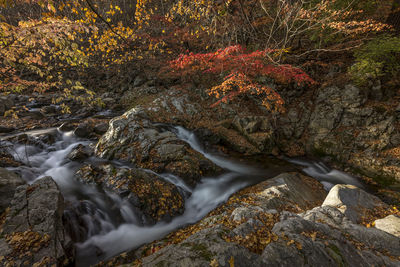 Scenic view of waterfall in forest