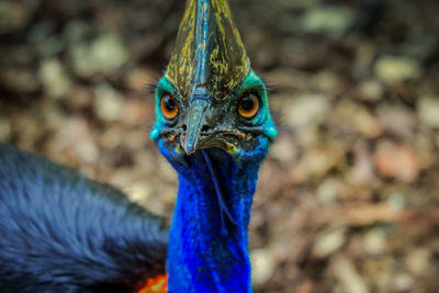 Close-up portrait of a cassowary