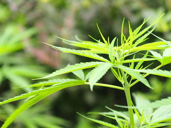 Close-up of plant growing on field
