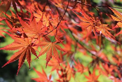 Close-up of maple leaves on tree