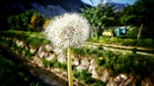 Close-up of dandelion flower