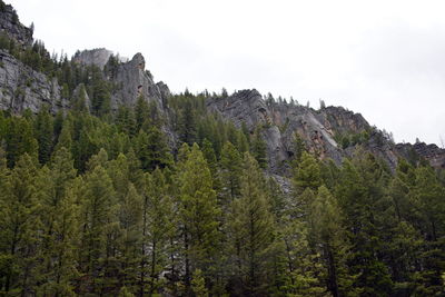 Low angle view of trees in forest