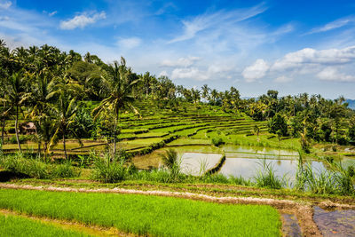 Green rice terraces on bali island, indonesia