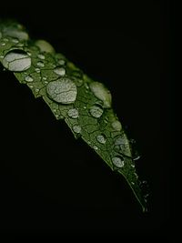 Close-up of lizard on leaf at night