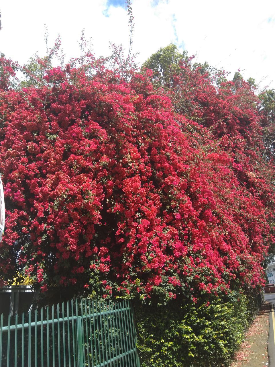 RED FLOWERING PLANT AGAINST TREE