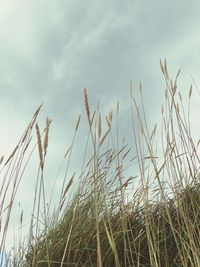 Low angle view of grass on field against sky