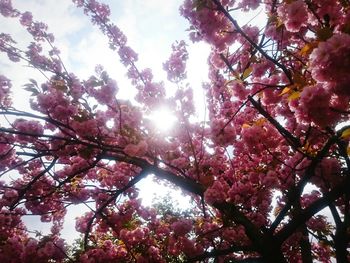 Low angle view of trees against sky