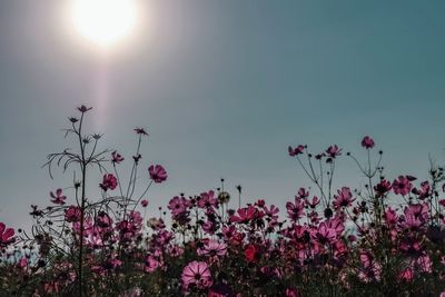 Low angle view of pink flowering plants against sky