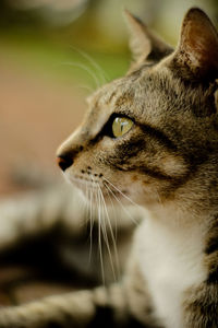 Close-up of a cat looking away