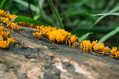 Close-up of yellow flowering plant