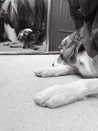 Low section of dog resting on floor