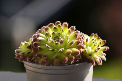 Close-up of succulent plant