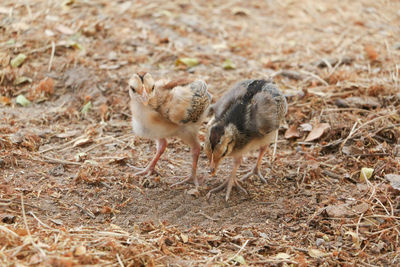 Close-up of bird on field