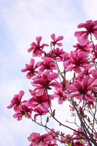 Low angle view of pink flowers against sky