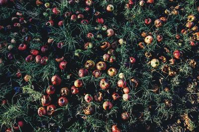 High angle view of berries growing on tree