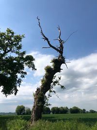 Tree on field against sky