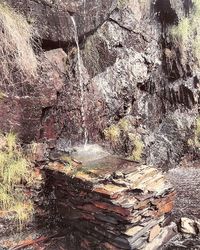 Plants growing on rocks