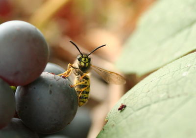 Close-up of insect