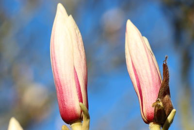 Close-up of red flower bud