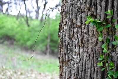 Close-up of tree trunk