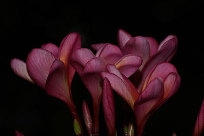 Close-up of pink frangipanis against black background