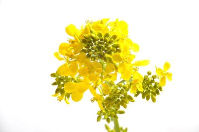 Close-up of yellow flowering plant against white background