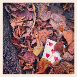 High angle view of leaves on ground