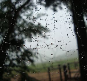 Close-up of water drops on spider web