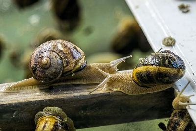 Close-up of snail