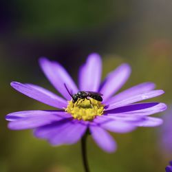 Close-up of insect on flower