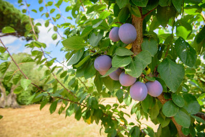 Close-up of berries growing on tree