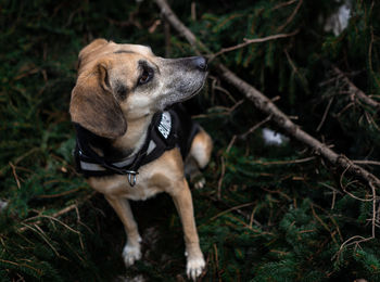 Dog looking away in forest