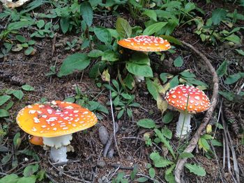 High angle view of fly agaric mushroom on field