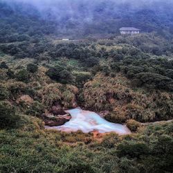 High angle view of trees in forest