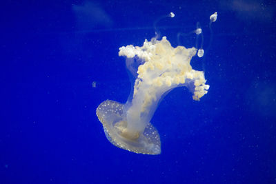 Close-up of jellyfish