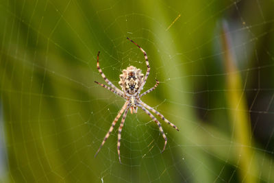 Close-up of spider on web