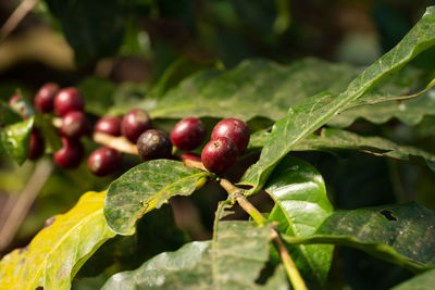 Close-up of cherries on plant