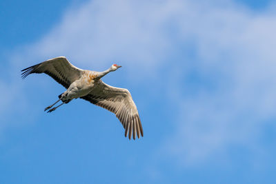 Low angle view of sandhill crane flying