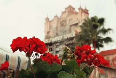 Close-up of red flowers blooming against sky