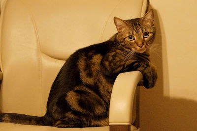 Cat looking away while sitting on sofa