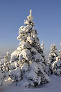 Low angle view of snow covered plants against sky