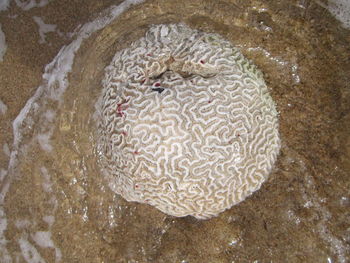 Close-up of coral in sea