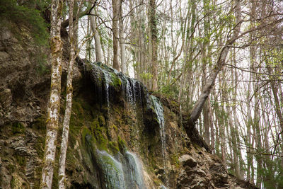 Panoramic shot of pine trees in forest