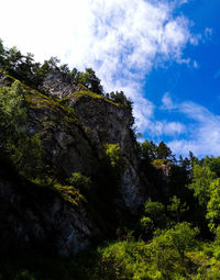Low angle view of trees against sky